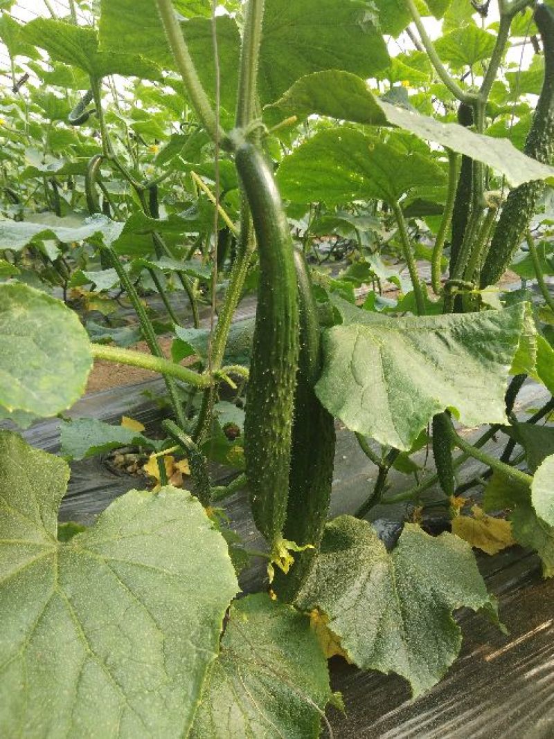刺黄瓜干花带刺22~25公分