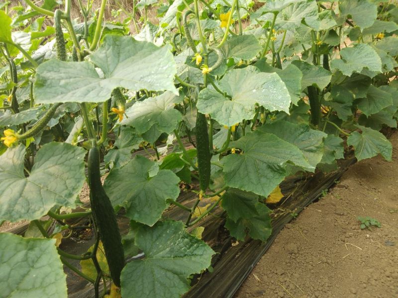 刺黄瓜干花带刺22~25公分