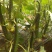 刺黄瓜干花带刺22~25公分