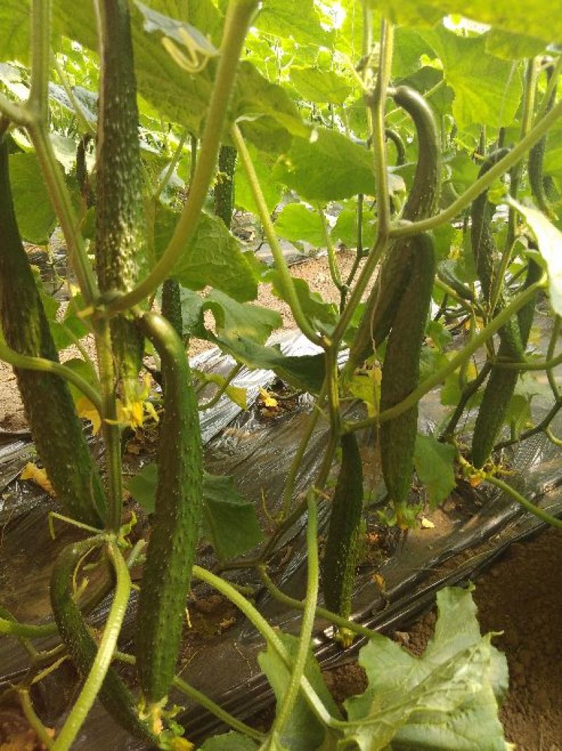 刺黄瓜干花带刺22~25公分