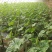 刺黄瓜干花带刺22~25公分