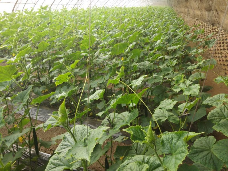 刺黄瓜干花带刺22~25公分