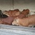 鲁西黄牛100~200kg