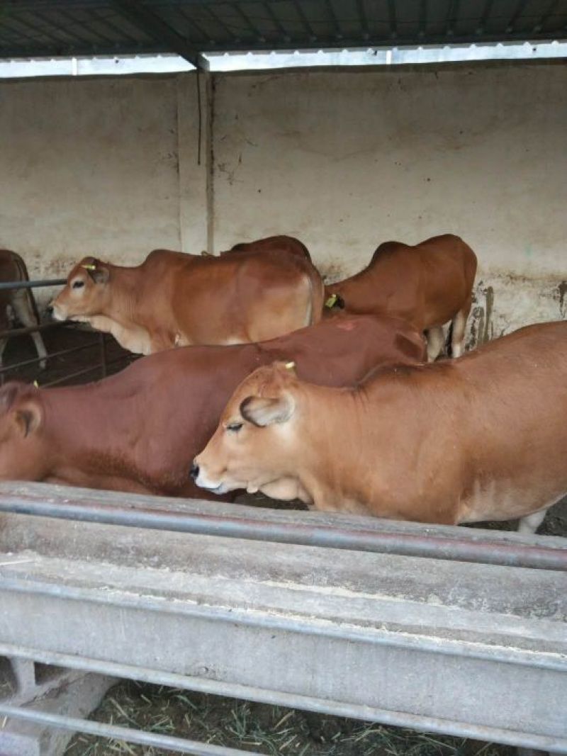 鲁西黄牛100~200kg