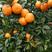 广西优质柑橘苗木哪里有………请找专业培育基地苗