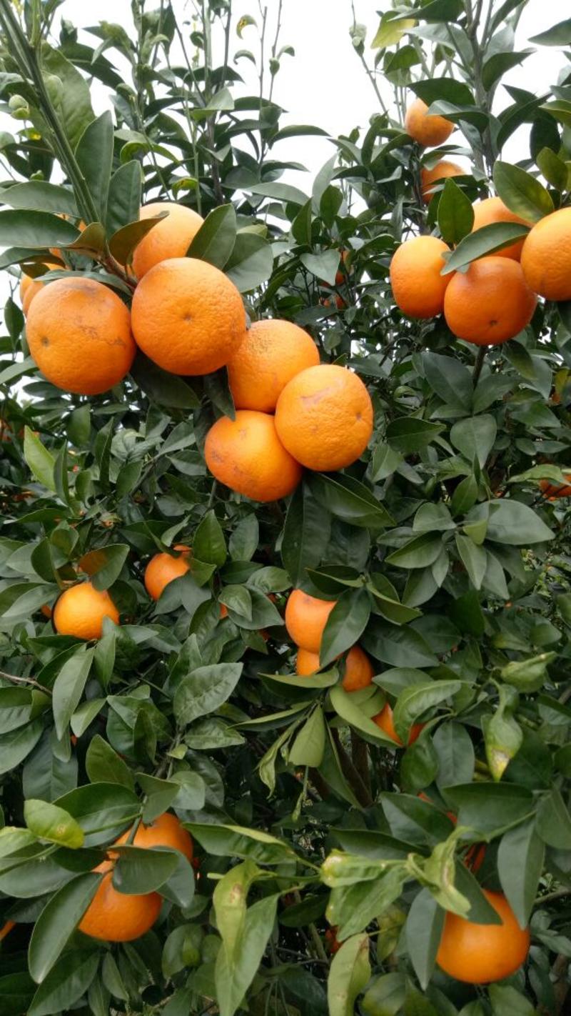 广西优质柑橘苗木哪里有………请找专业培育基地苗