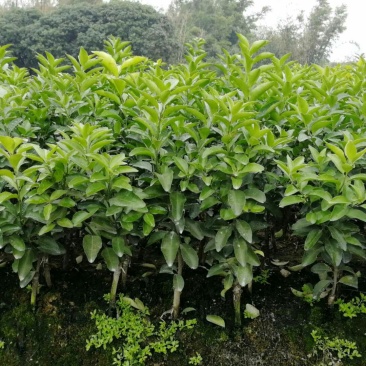 沙糖桔苗30~50cm