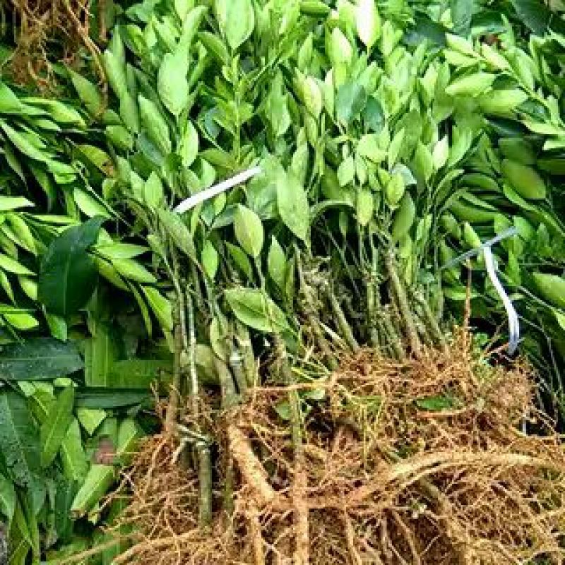 皇帝柑苗50~80cm