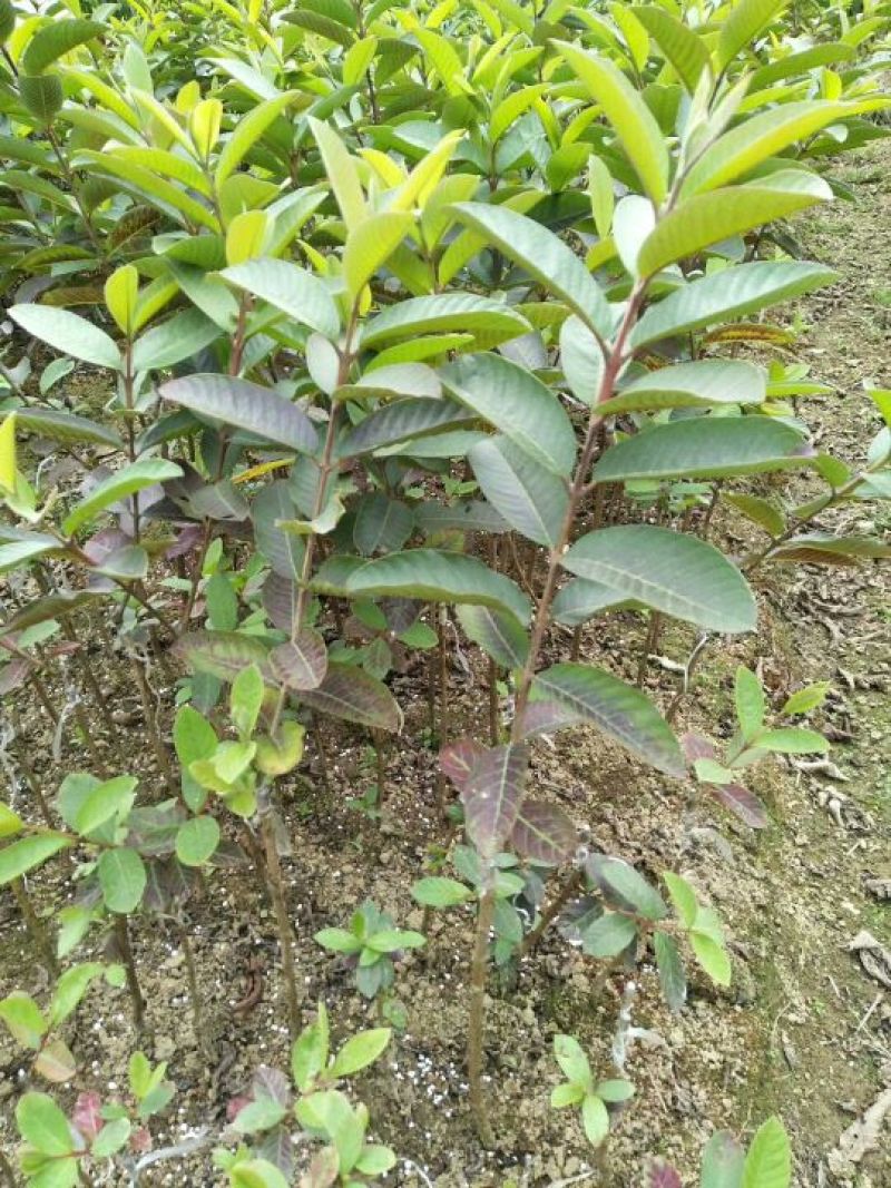 西瓜番石榴苗50~80cm