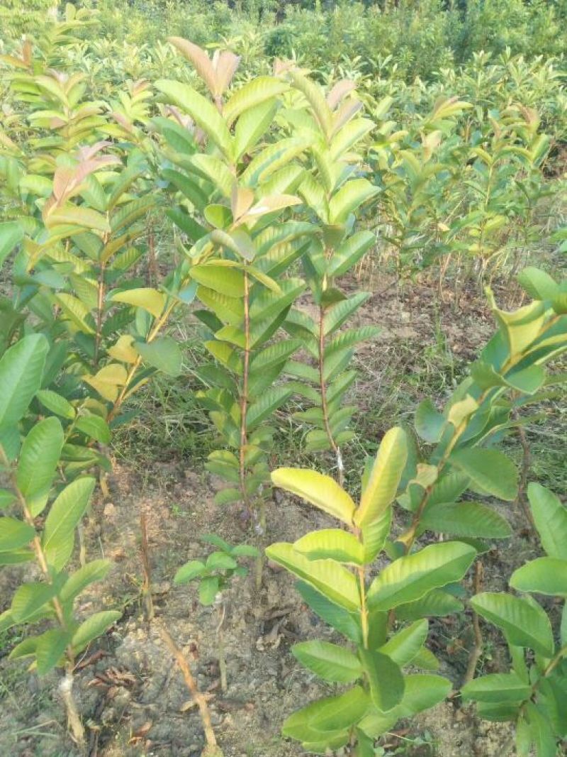 西瓜番石榴苗50~80cm