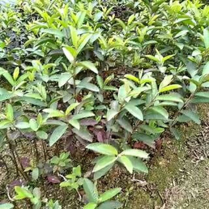 西瓜番石榴苗50~80cm