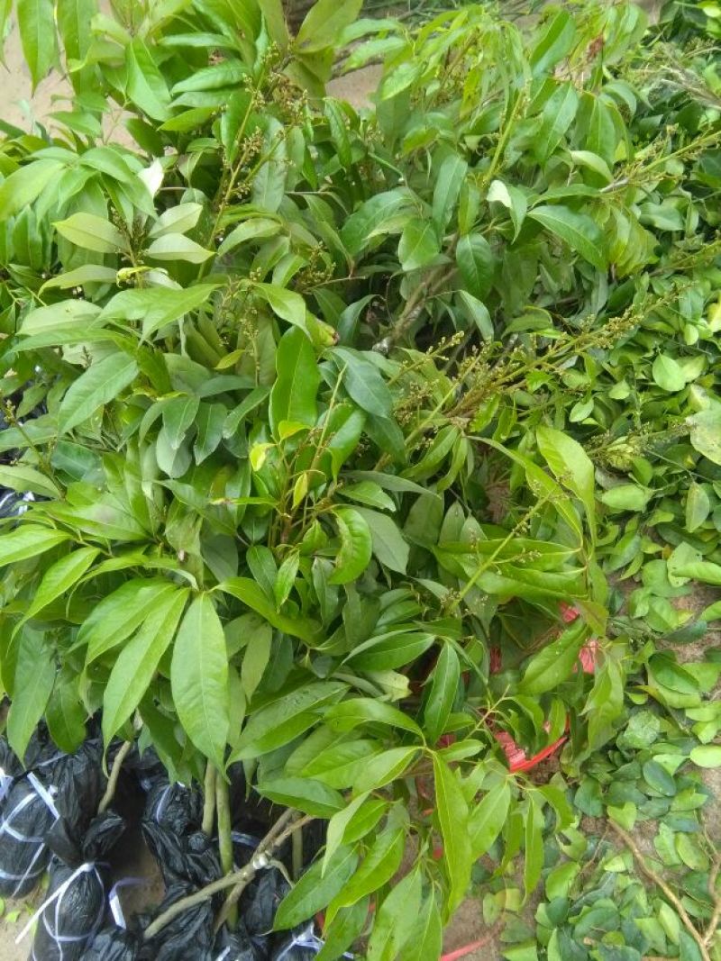 妃子笑荔枝苗80~100cm