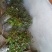 速生桉苗10~35cm