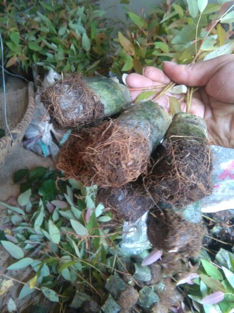 速生桉苗10~35cm
