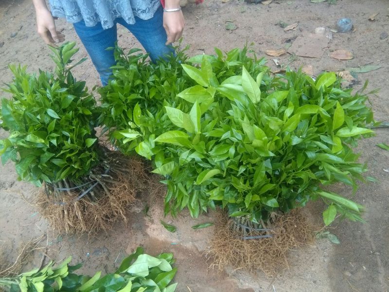 沃柑苗50~80cm