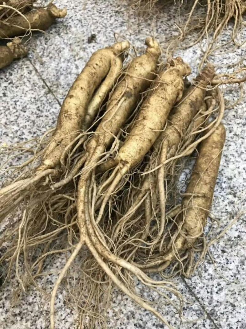 吉林人参鲜