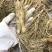 吉林人参鲜