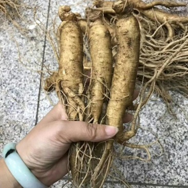 吉林人参鲜