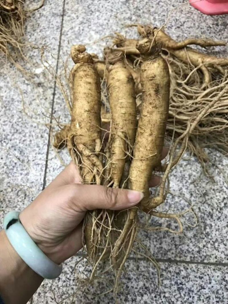 吉林人参鲜