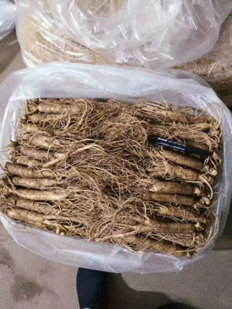 吉林人参鲜