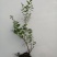 蓝莓苗1~2年30~50cm
