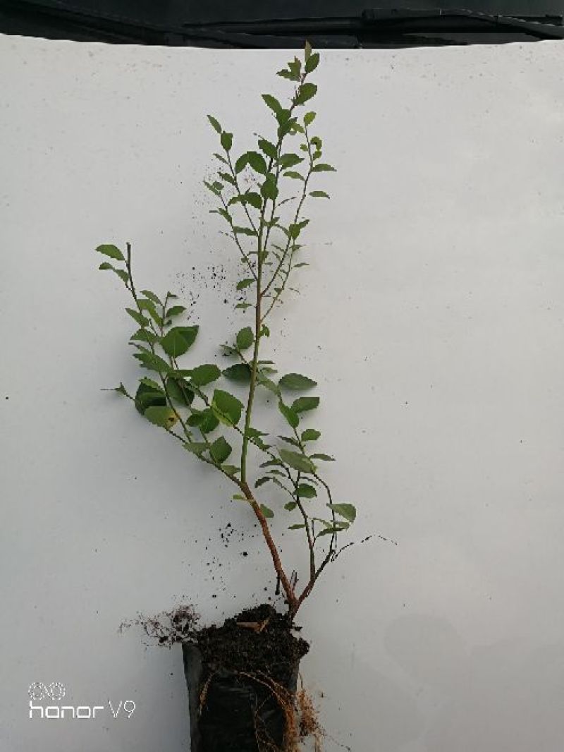 蓝莓苗1~2年30~50cm