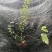 蓝莓苗1~2年30~50cm