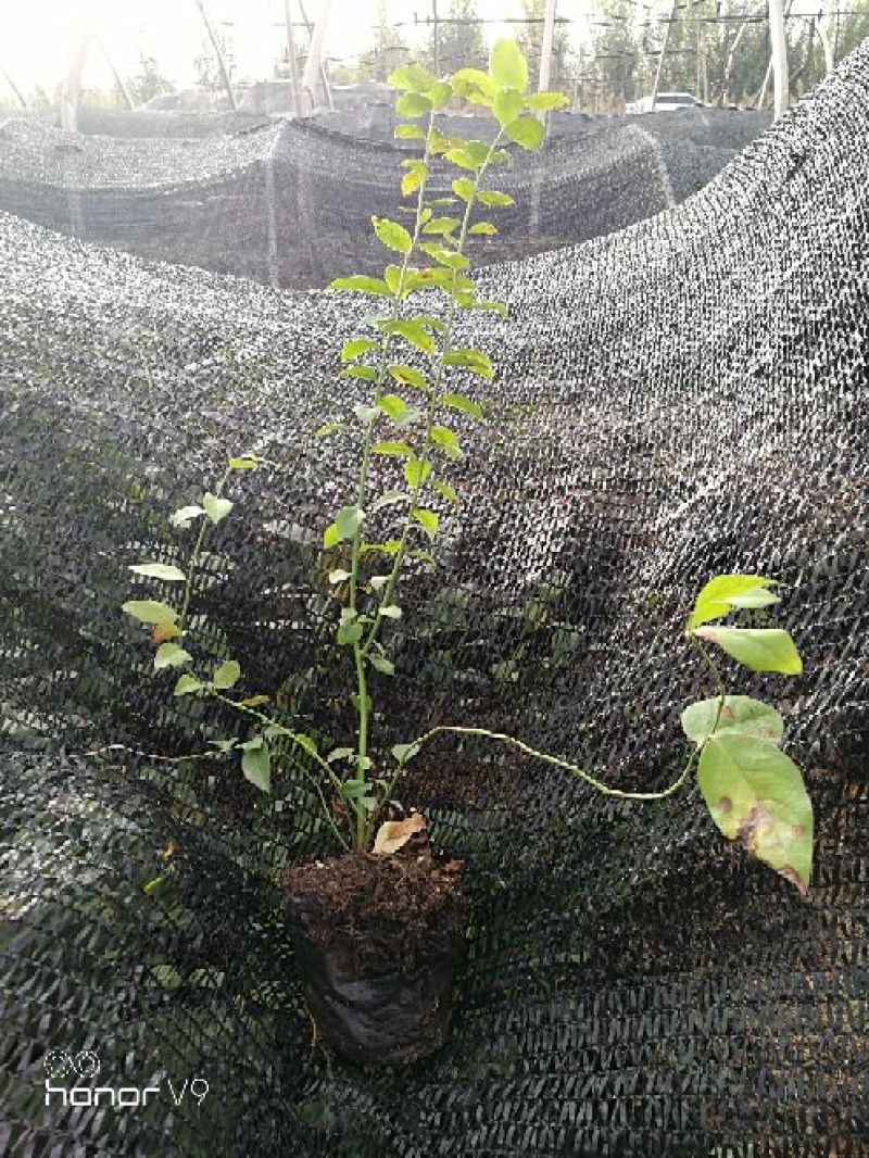 蓝莓苗1~2年30~50cm