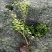 蓝莓苗1~2年30~50cm