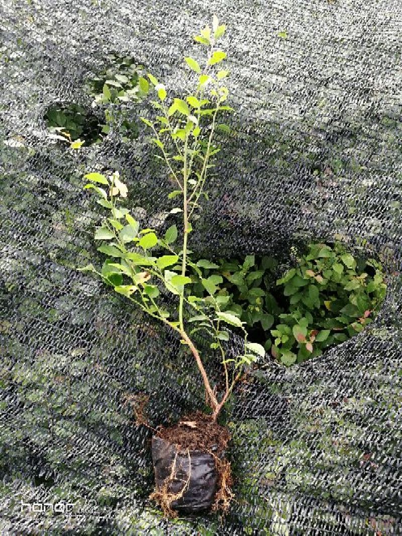 蓝莓苗1~2年30~50cm