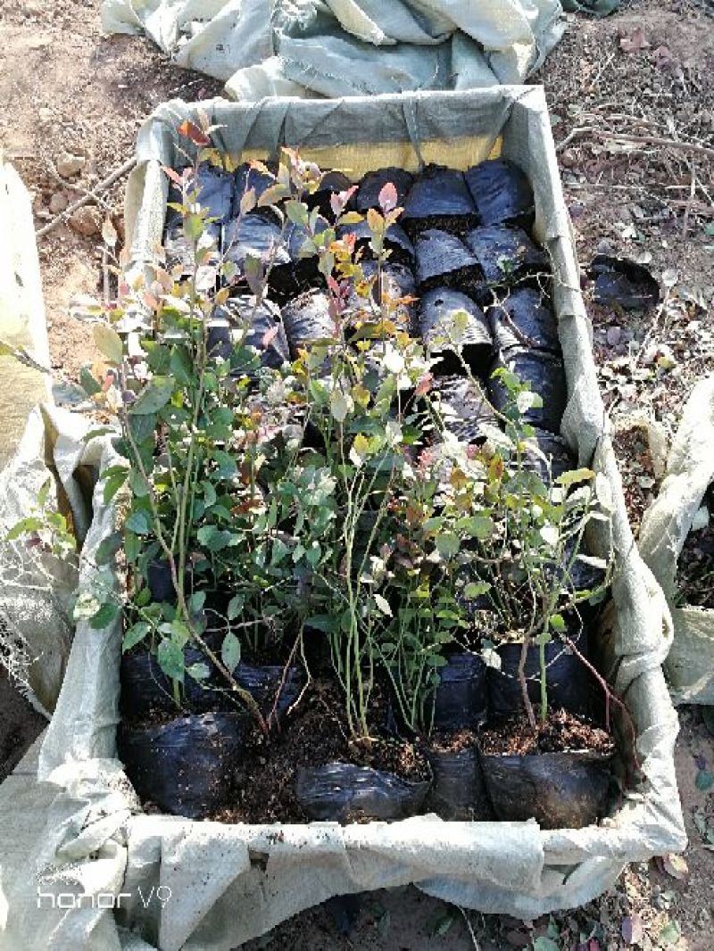 蓝莓苗1~2年30~50cm