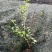 蓝莓苗1~2年30~50cm