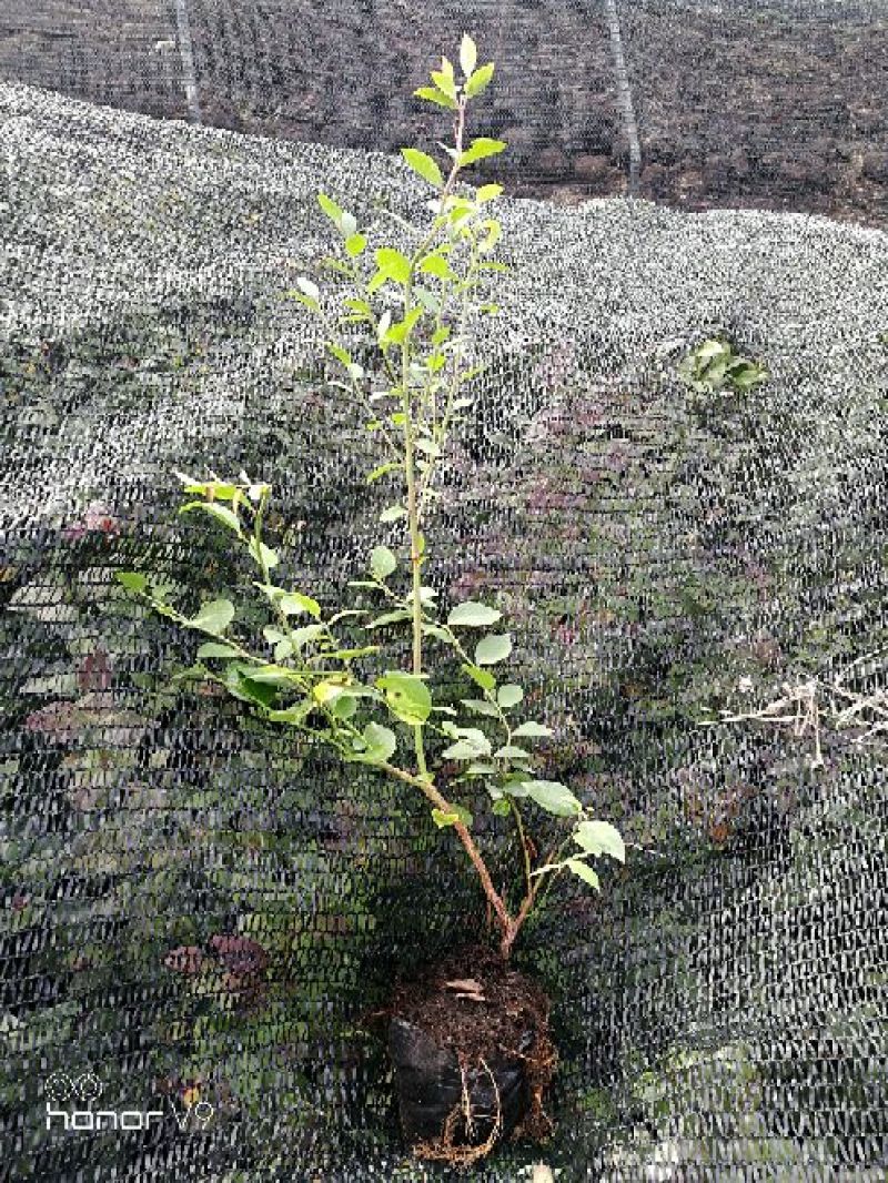 蓝莓苗1~2年30~50cm