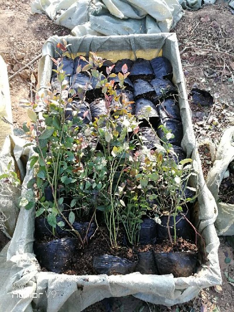 蓝莓苗1~2年30~50cm