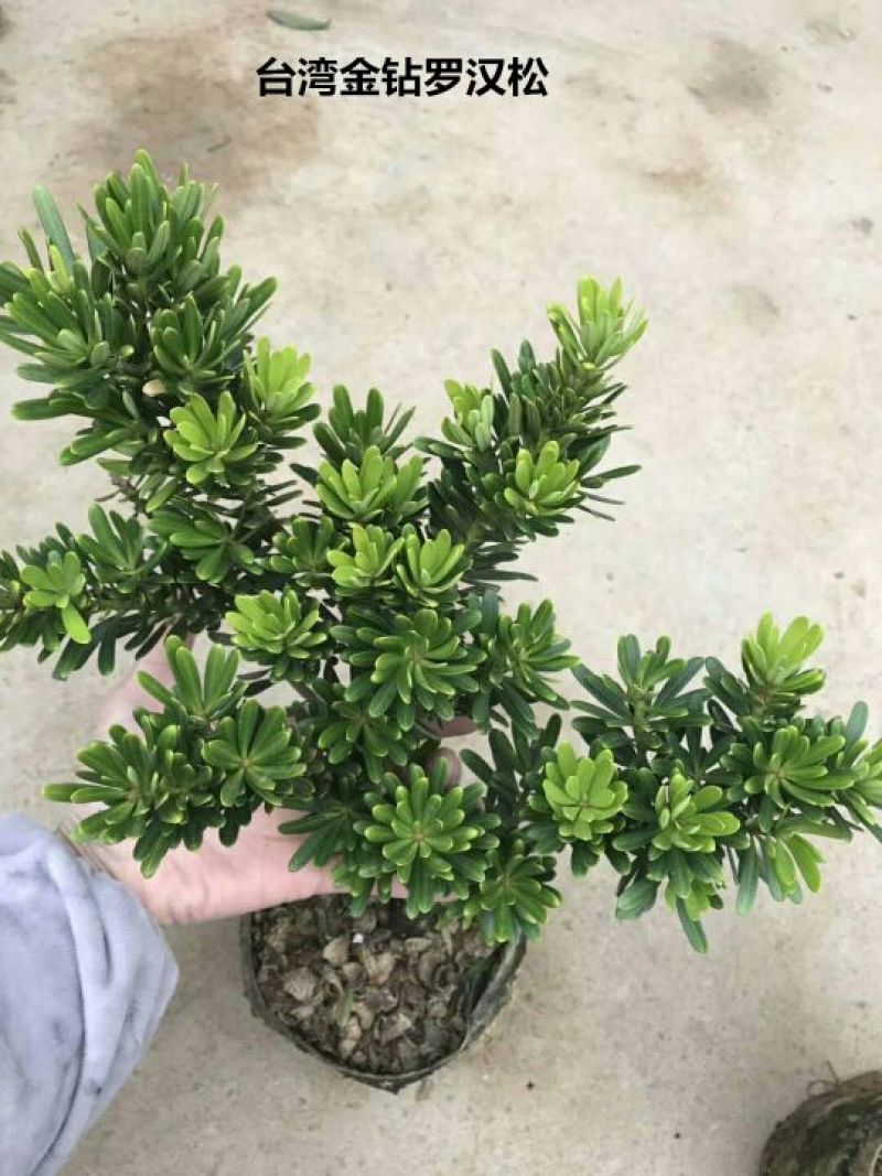 罗汉松盆景不含盆