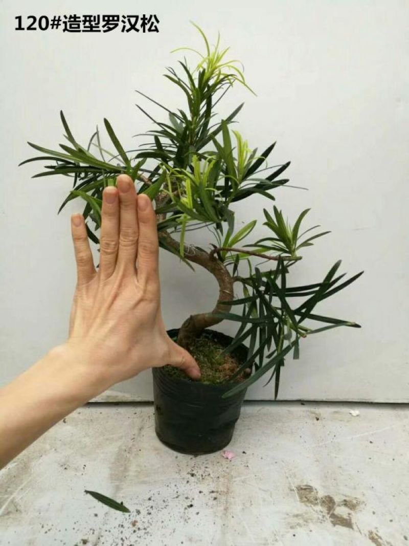 罗汉松盆景不含盆