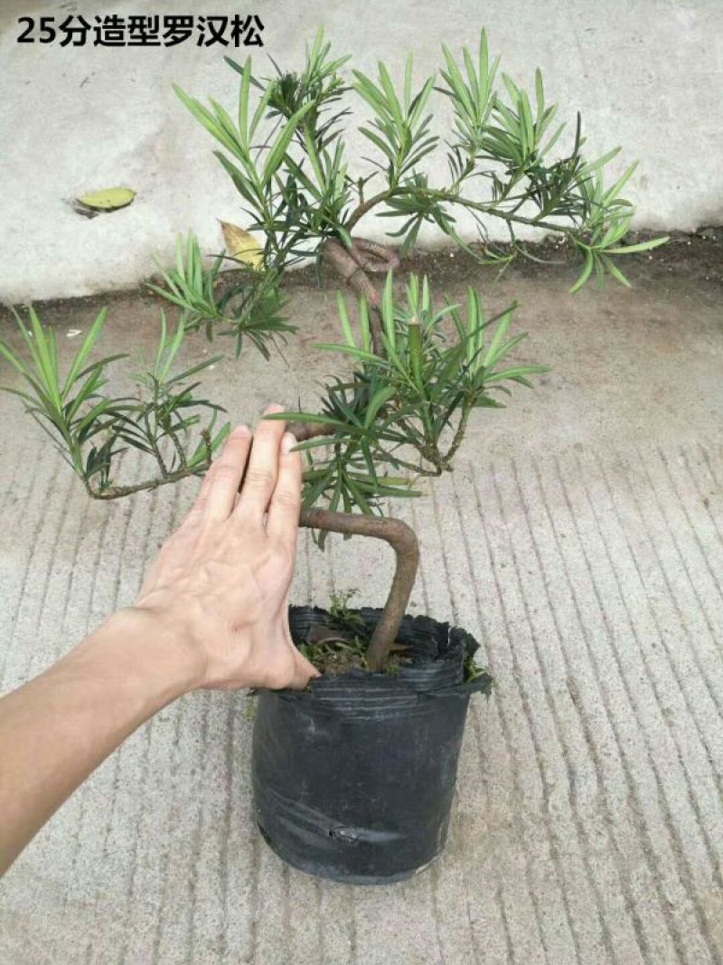 罗汉松盆景不含盆