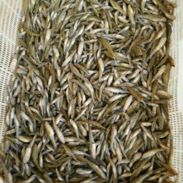 干虾