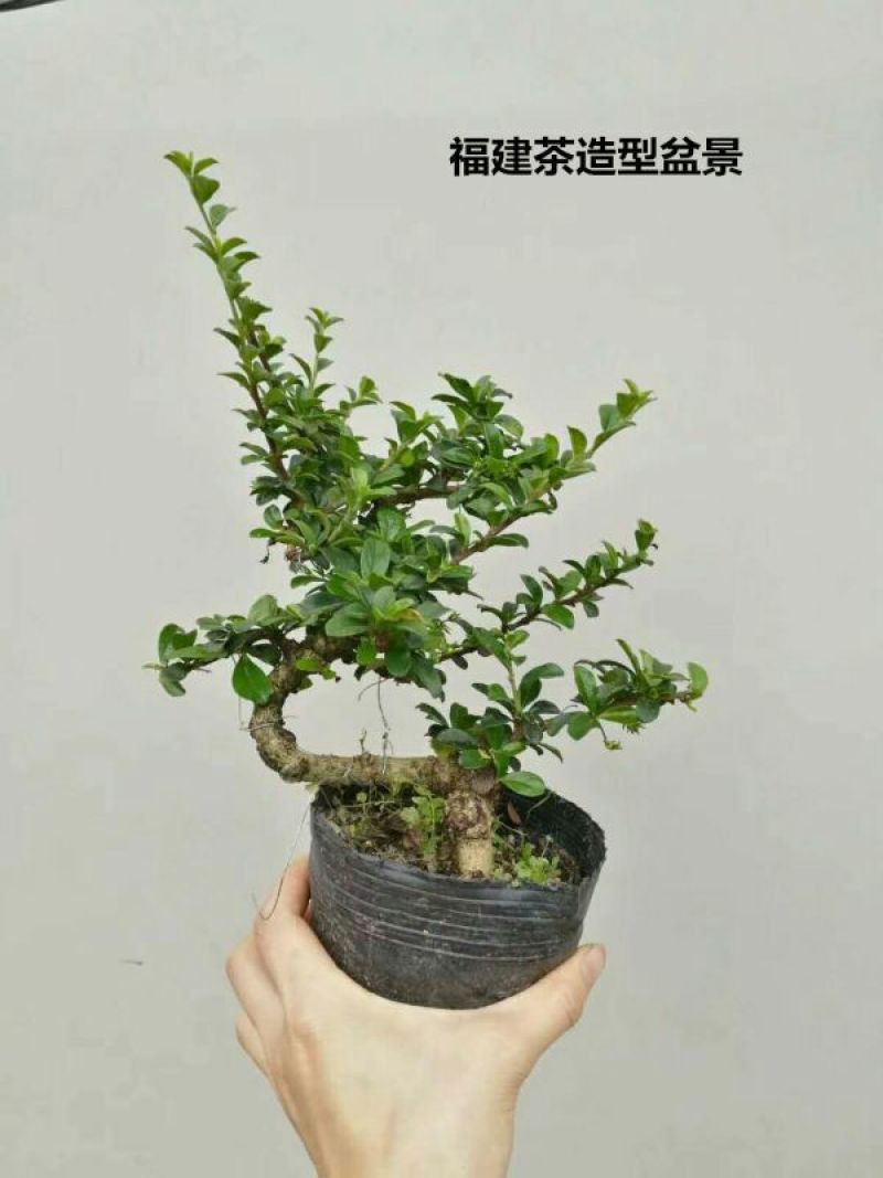 小叶榆树造型盆景