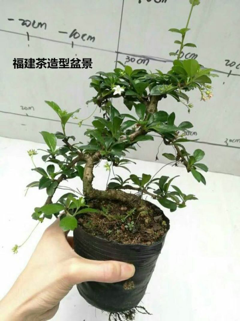 小叶榆树造型盆景