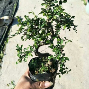 小叶榆树造型盆景