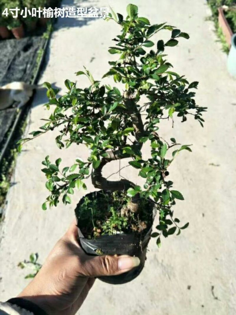 小叶榆树造型盆景