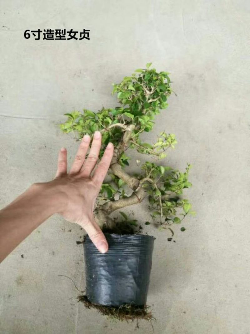 小叶榆树造型盆景