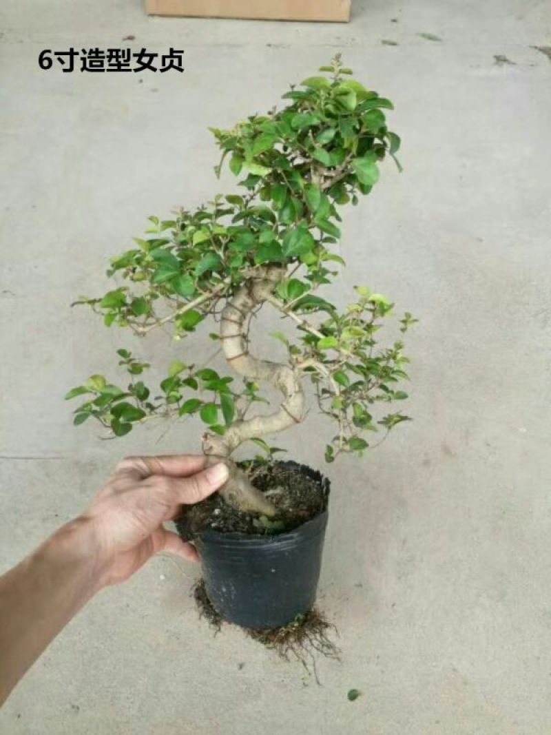 小叶榆树造型盆景