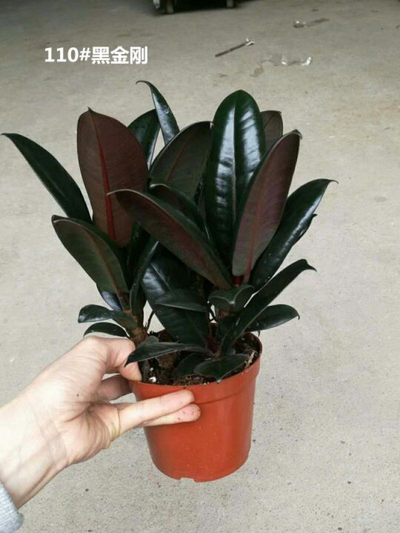 发财树含盆