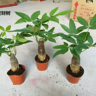 发财树含盆