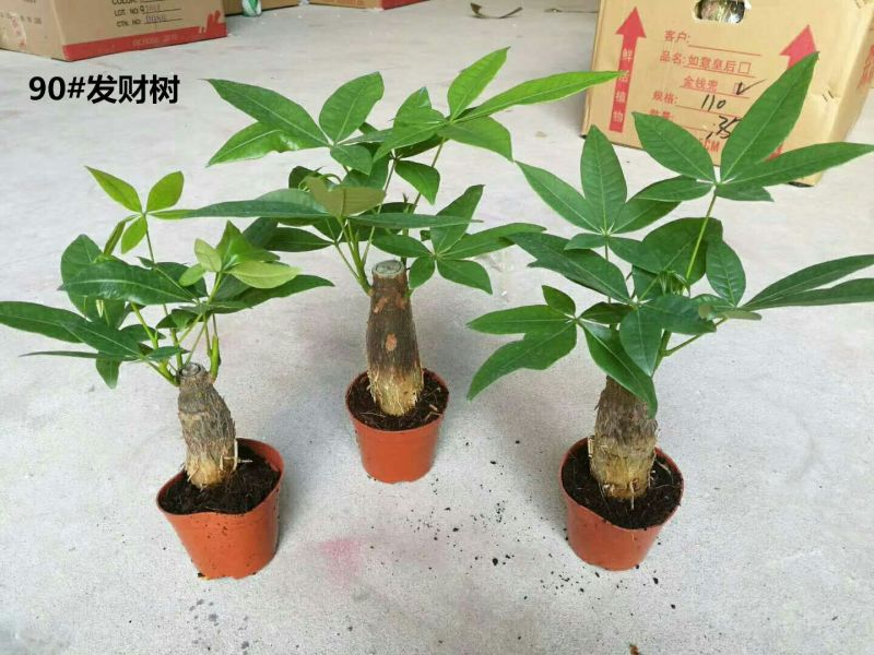 发财树含盆