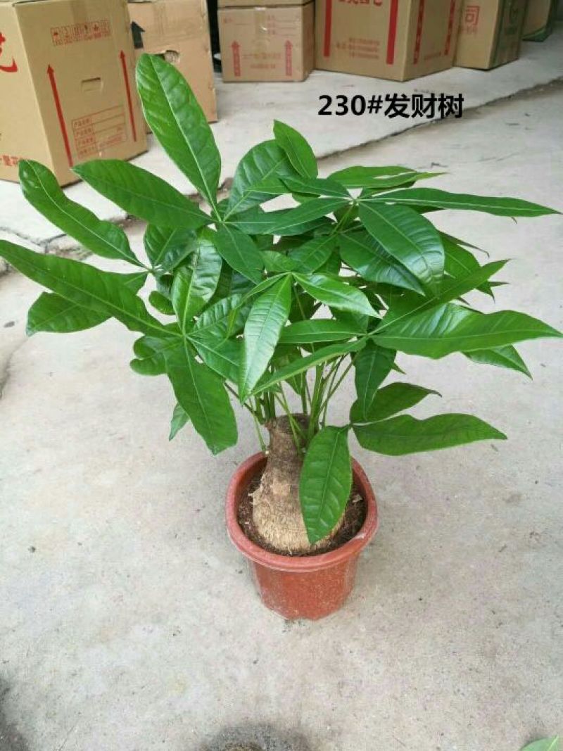 发财树含盆