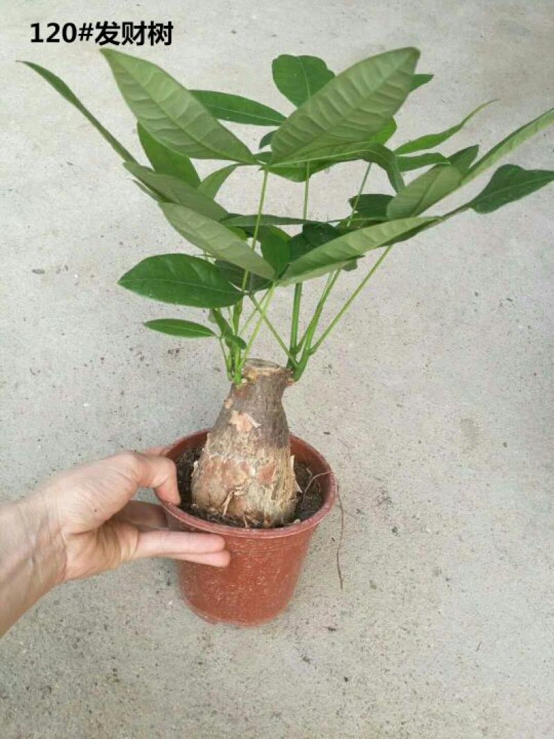 发财树含盆