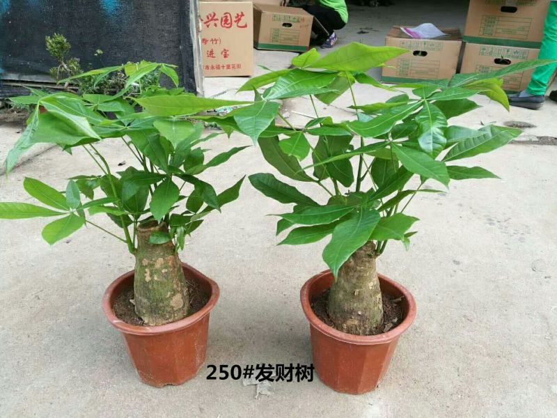 发财树含盆